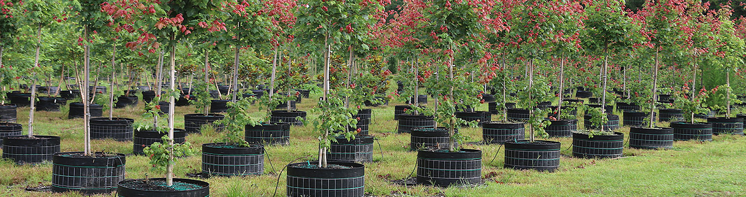 Cool Ring container trees